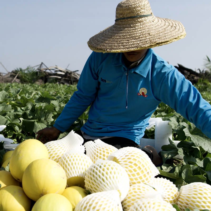 Melaka Leading Agriculture Company